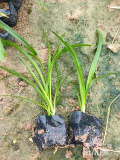 高度20厘米花叶良姜