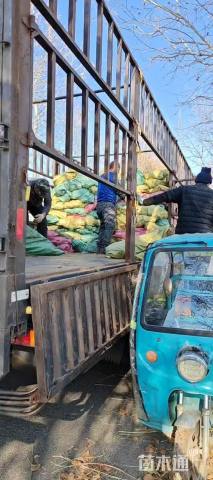 纤序芒基地直销 纤序芒种植基地