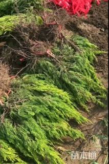 高度40厘米龙柏