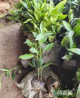 高度40厘米洒金珊瑚