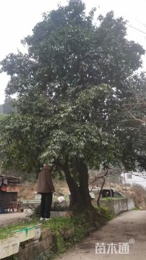 高度500厘米金弹子