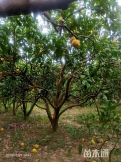 25公分柚子树