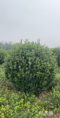 冠幅175厘米大叶黄杨球