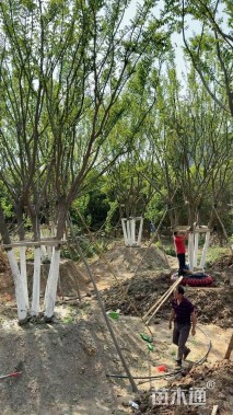 15公分(6杆)丛生朴树