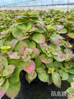 高度80厘米绣球