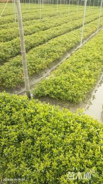 高度40厘米大叶栀子