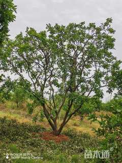 20公分(3杆)丛生香橼