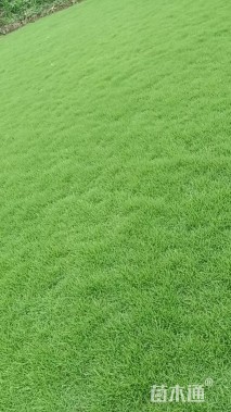 草卷状中华结缕草