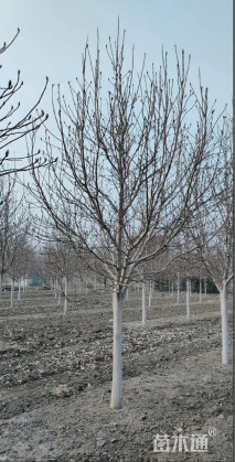 12公分二乔玉兰