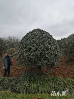 高度300厘米丛生桂花