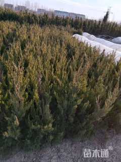 高度80厘米龙柏