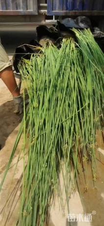 高度50厘米水葱