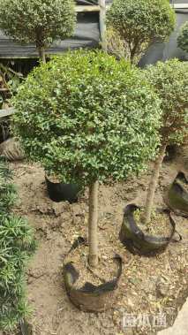 高度130厘米小叶女贞