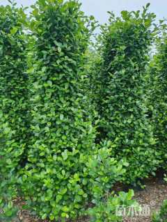 高度180厘米火山榕