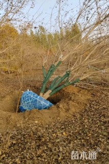 高度500厘米丛生五角枫