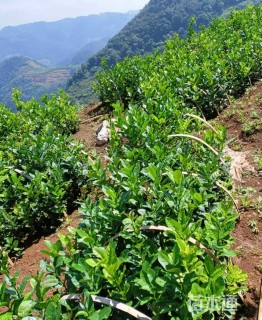 高度50厘米佛手