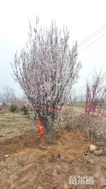 高度200厘米丛生红叶李