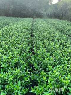 高度30厘米小叶栀子