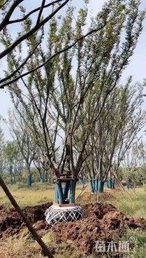 120公分(5杆)丛生榉树