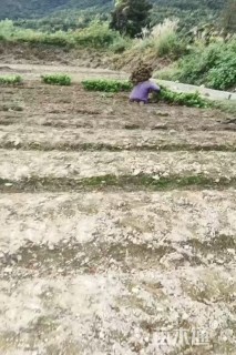 高度30厘米毛鹃