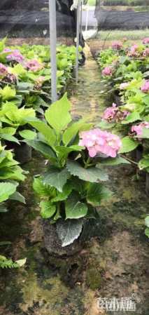 高度50厘米八仙花