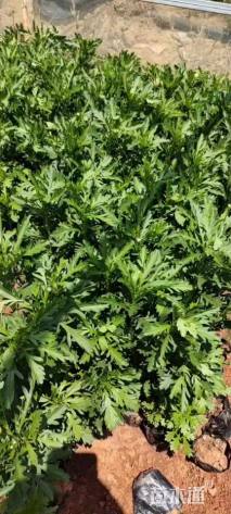 高度20厘米木春菊