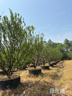 高度450厘米南丰蜜桔