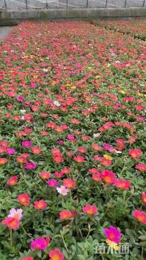 高度8厘米太阳花