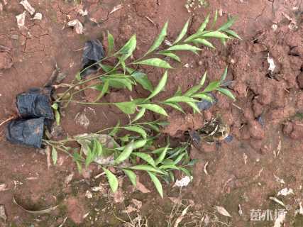 高度20厘米鸳鸯茉莉