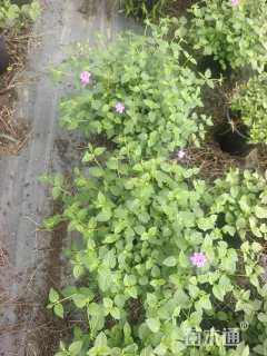 高度30厘米马缨丹