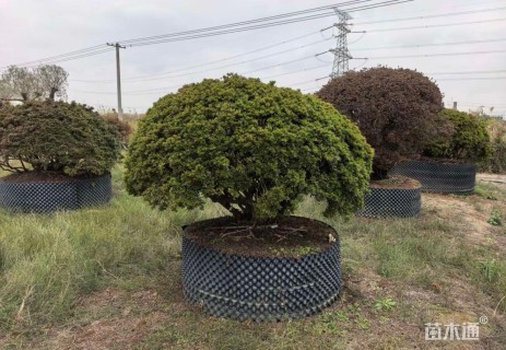 高度150厘米杜鹃