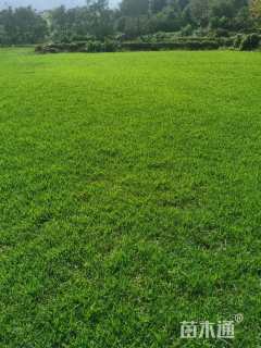 草块状马尼拉草