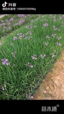 高度25厘米紫娇花