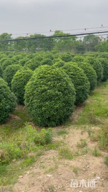 高度320厘米丛生桂花