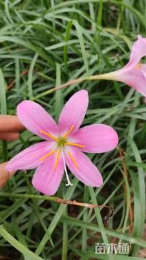 高度25厘米韭兰