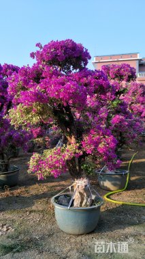 15公分造型三角梅