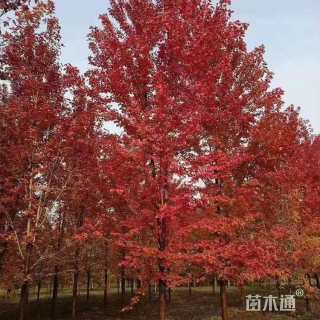 14公分美国红枫