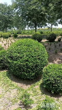 冠幅180厘米小叶黄杨球