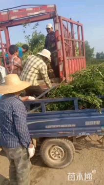 高度200厘米连翘