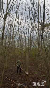 40公分(4杆)丛生栾树