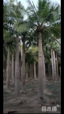 裸干高300厘米椰子树