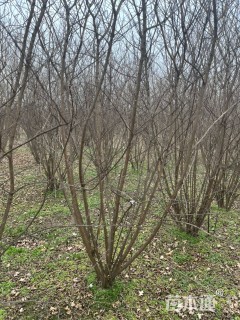 高度230厘米丛生紫薇