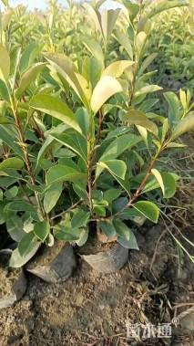 高度50厘米红叶石楠篱笆