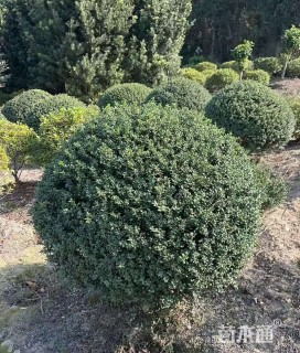 冠幅150厘米龟甲冬青球