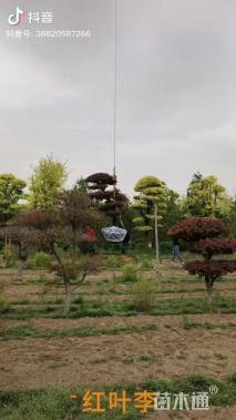 8公分造型红叶李