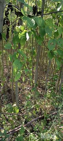 高度60厘米杜仲小苗