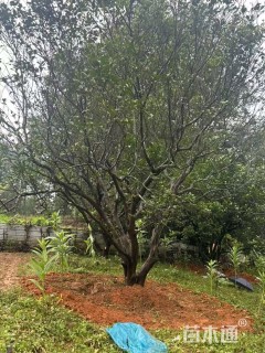 25公分丛生香泡