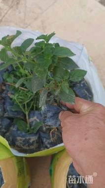 高度25厘米栀子花