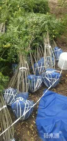 高度120厘米紫穗槐