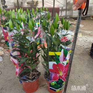 高度40厘米百合